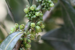 Pouteria gardneriana